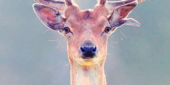 750x1334 deer wallpaper iphone 6 - Google Search | Wallpapers | Deer