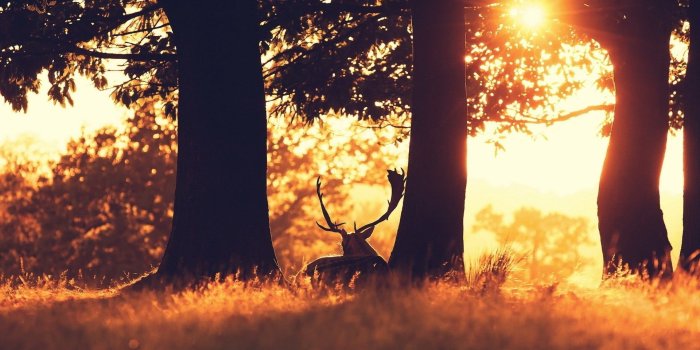 1920x1200 Deer Wallpaper #6838183