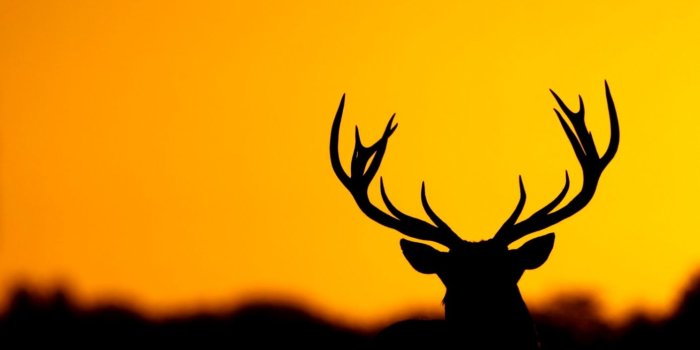 1410x844 Silhouette Of Deer Wallpaper | Zedge Wallpapers