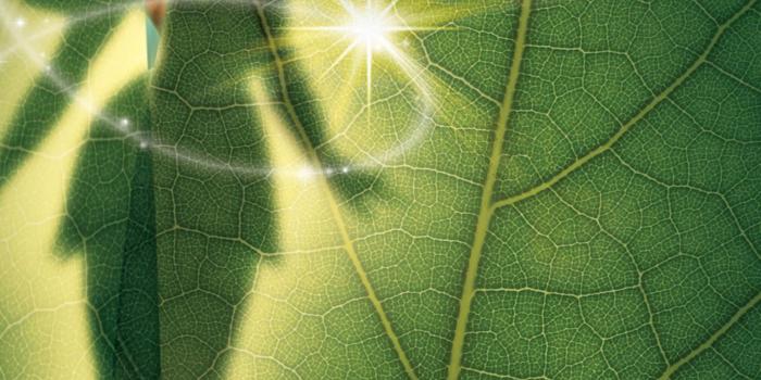 1536x2732 Tinker Bell (2008) Phone Wallpaper | Moviemania