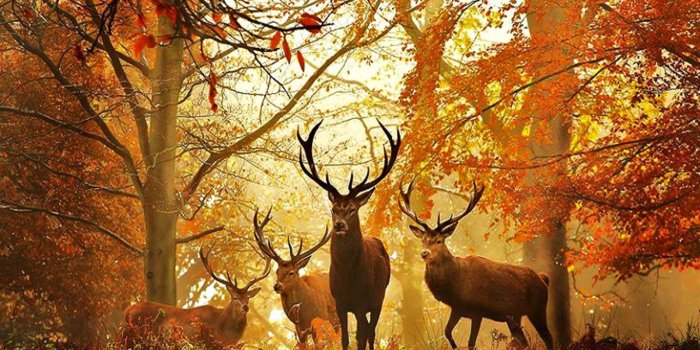 1600x1200 Deer Wallpaper For Desktop | Hd Wallpapers Free Download For Your