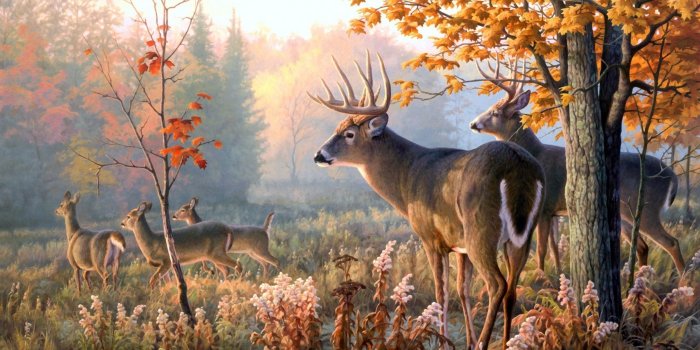 2560x1600 Deer Forest Wallpapers