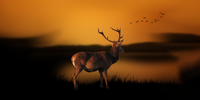 3840x2160 4K Deer At Dusk Wallpaper HD