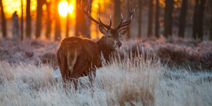 1920x1080 Deer Desktop Wallpapers