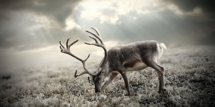 1920x1080 beautiful deer wallpaper 16660 | osm | Deer wallpaper, Reindeer