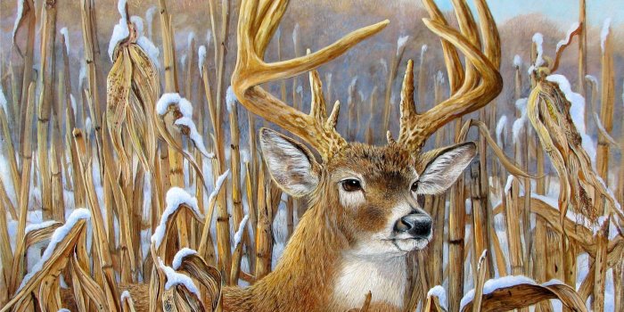 2383x1889 67+ Deer Wallpapers on WallpaperPlay