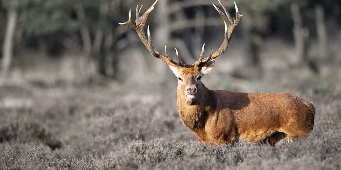 1920x1200 Deer wallpaper | 1920x1200 | #46066