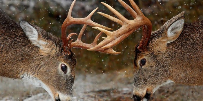 1920x1200 Cool Deer Wallpapers (53+ images)