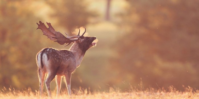 1680x1050 Download Gorgeous Deer Wallpaper 45548 1680x1050 px High Definition