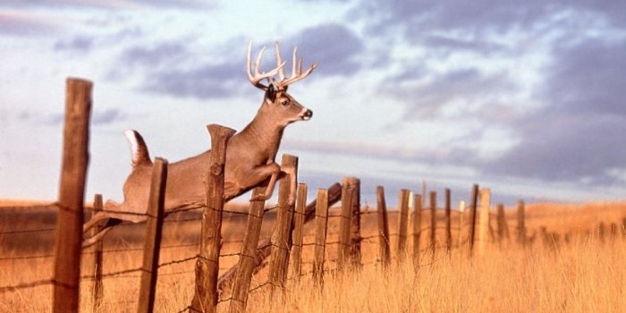 1024x768 49+] Free Whitetail Deer Wallpaper Screensaver on WallpaperSafari