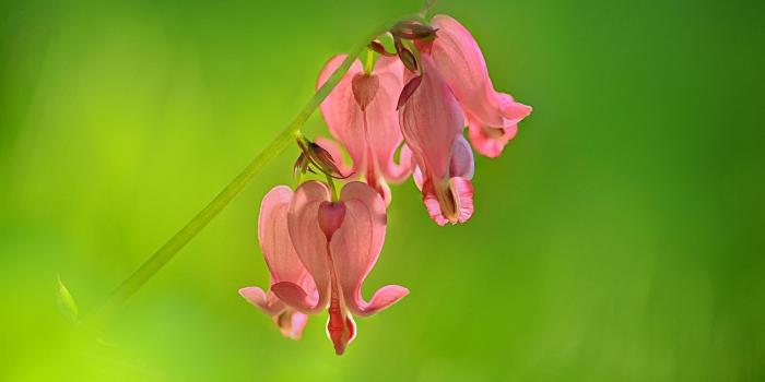 1920x1200 Wallpaper Pink bell flowers, green background 1920x1200 HD Picture