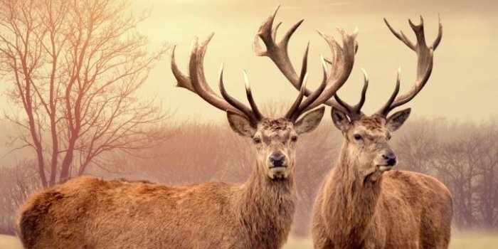 720x1280 Deer Wallpaper for Android - APK Download
