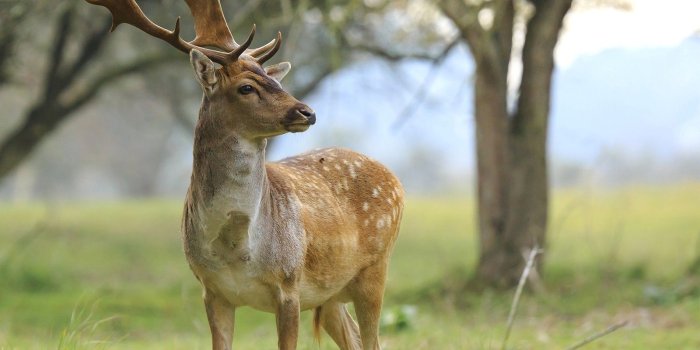 1600x900 Animal Deer Wallpaper | HD Wallpapers