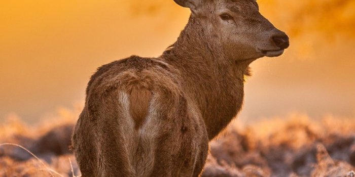 1080x1920 iPhone 7 Plus - Animal/Deer - Wallpaper ID: 302704 | ronnie deer