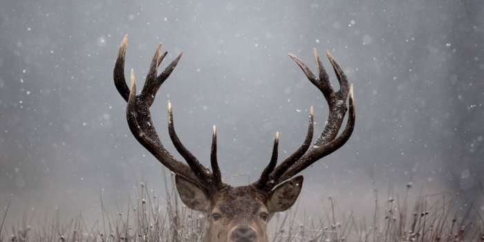 1440x849 Deer Image – download best HD on the digitalimagemakerworld.com