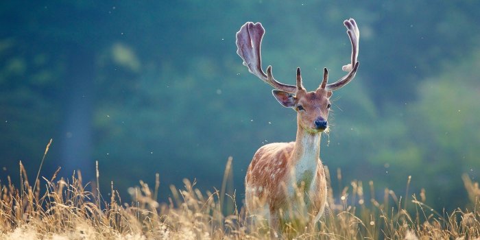 1920x1080 Whitetail Deer Wallpaper (55+ pictures)