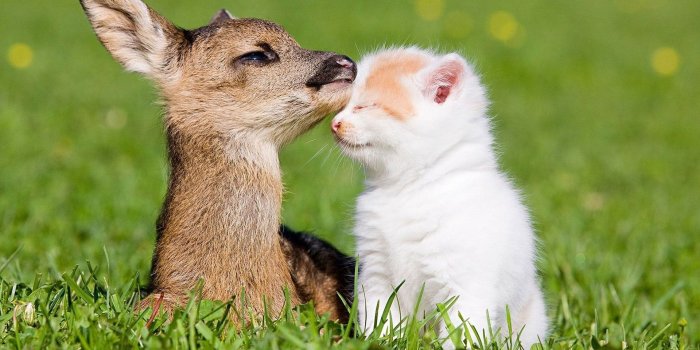 1920x1080 Adorable Baby Deer Wallpaper #6769056