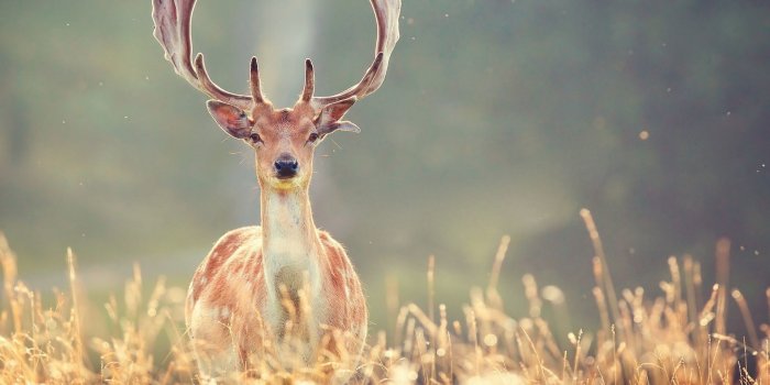 1920x1200 67+ Deer Wallpapers on WallpaperPlay