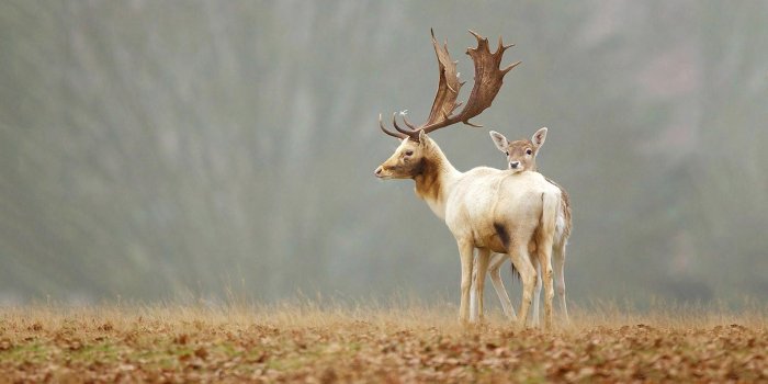 1920x1080 Deer Wallpaper 16 - 1920 X 1080