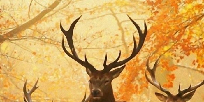 750x1334 IPhone 6 Deer Wallpapers HD, Desktop Backgrounds 750x1334