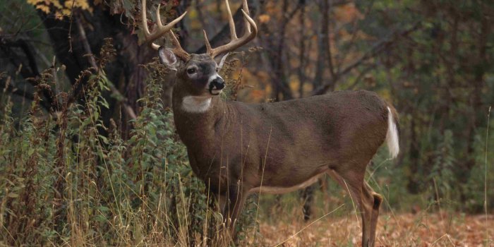 4244x2828 30+ Buck Deer Wallpapers - Download at WallpaperBro