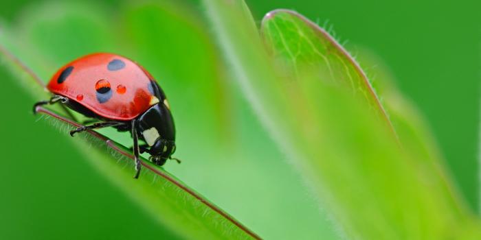 2560x1600 372 Ladybug HD Wallpapers | Background Images