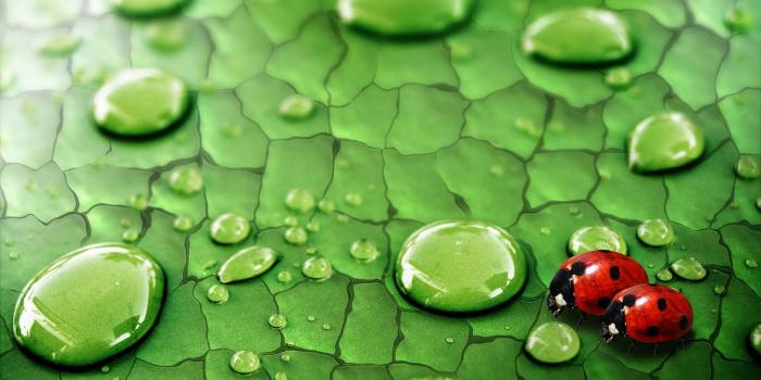 1920x1200 Ladybugs wallpaper - Animal wallpapers - #5096