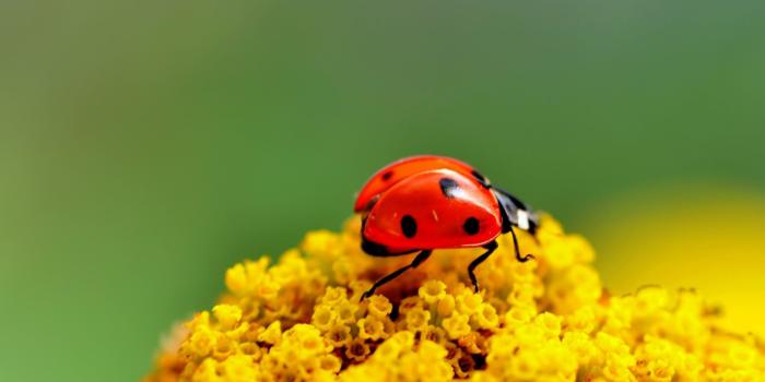 1920x1080 21+ Lady Bug Wallpapers, Backgrounds, Images | FreeCreatives