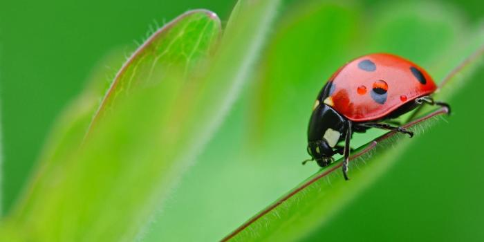 1920x1200 Ladybug Wallpaper HD #6959928