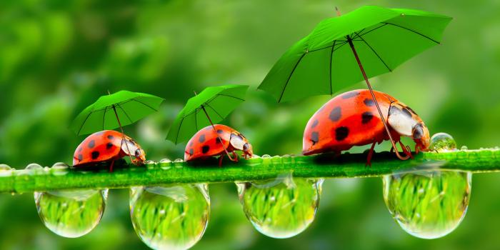 5600x3248 Drops of water on the red ladybug wallpaper