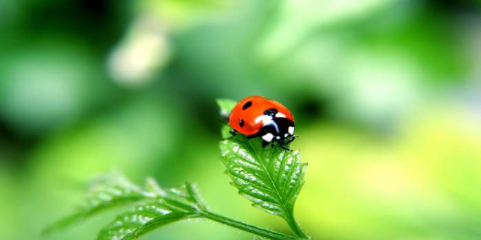 1920x1080 Lady Bug Wallpaper HD