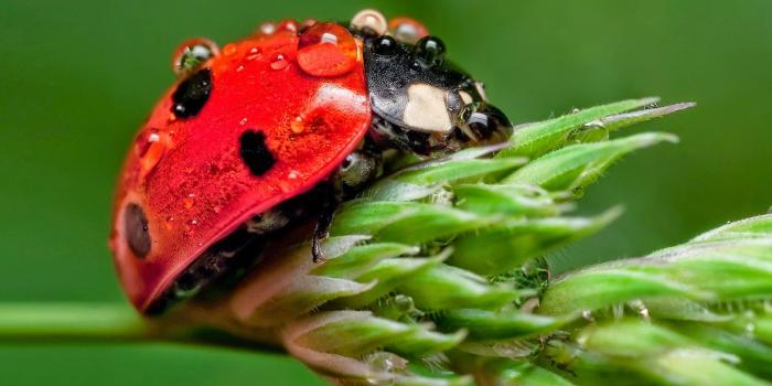 1600x1000 Ladybugs wallpaper Gallery