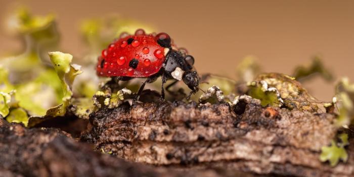 1920x1200 Ladybug Wallpaper for Android - APK Download