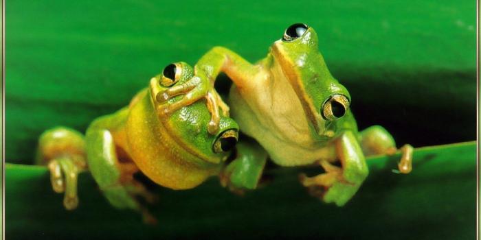 1920x1227 Top Funny Animals Wallpapers HD