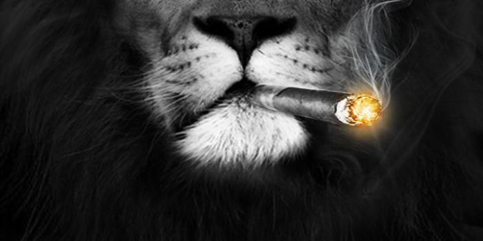 720x1280 Big Boss! Courage, Bravery and Smart. #Lion #Wallpaper – Women Life !