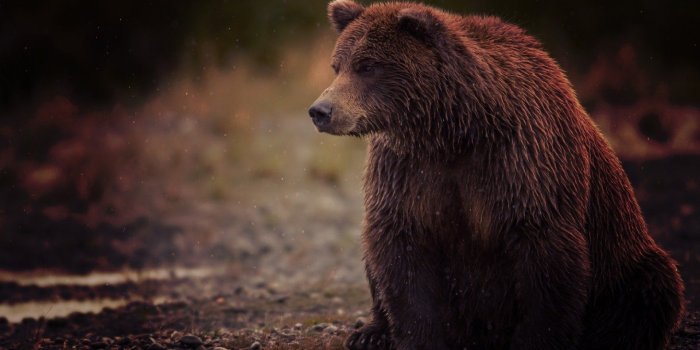 1920x1200 737 Bear HD Wallpapers | Background Images