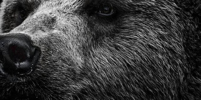 750x1334 IPhone 6 Bear Wallpapers HD, Desktop Backgrounds 750x1334