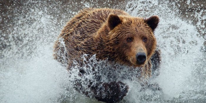 1920x1080 Bear Desktop Wallpapers - Top Free Bear Desktop Backgrounds