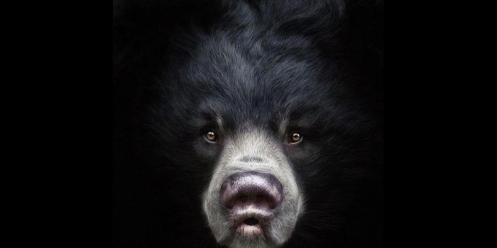 1920x1080 Bear Wallpapers #H1MW1Z1 | WallpapersExpert.com
