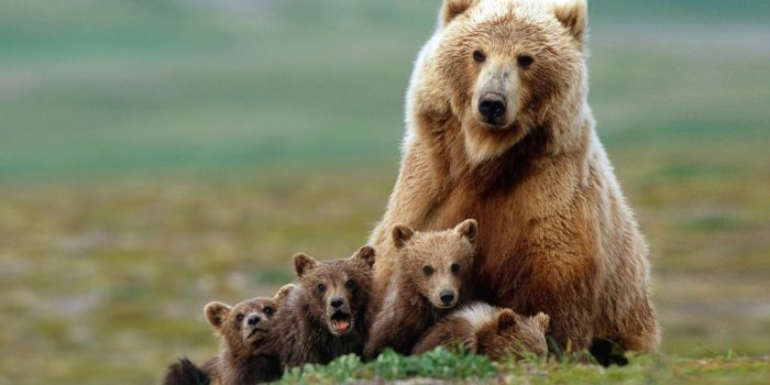 1600x1000 Bear Download Hd Images Photos Wallpaper And Best Pictures