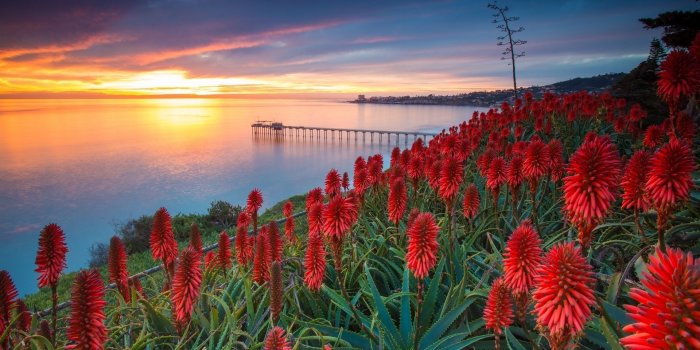 1920x1200 Sunset over exotic flowers wallpaper - Nature wallpapers - #35328