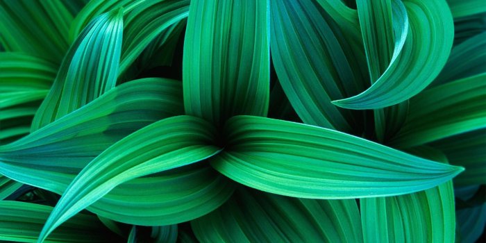 1920x1200 Wallpaper Exotic Green Leaves HD Desktop Wallpapers Pictures Pc