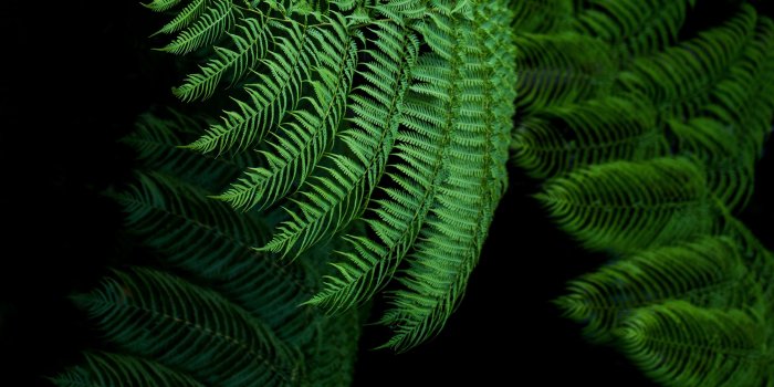 3840x2160 Download wallpaper 3840x2160 fern, leaves, green, tropical, exotic