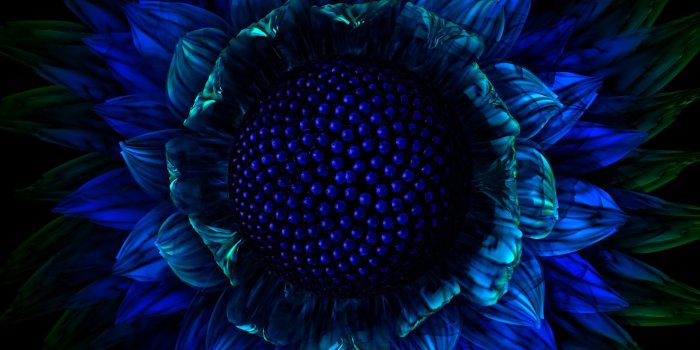 2560x1600 exotic plants | Exotic flower wallpapers and images | Garden | Blue