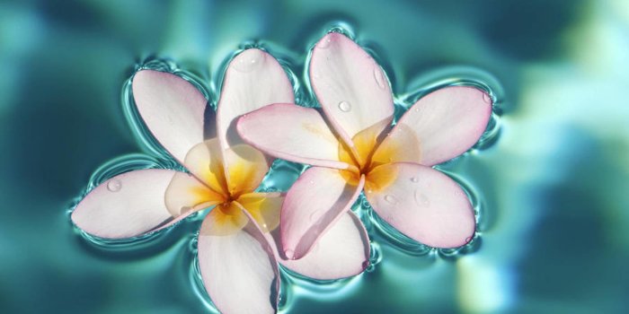 2500x1906 Exotic Flower Wallpaper (47+ images)