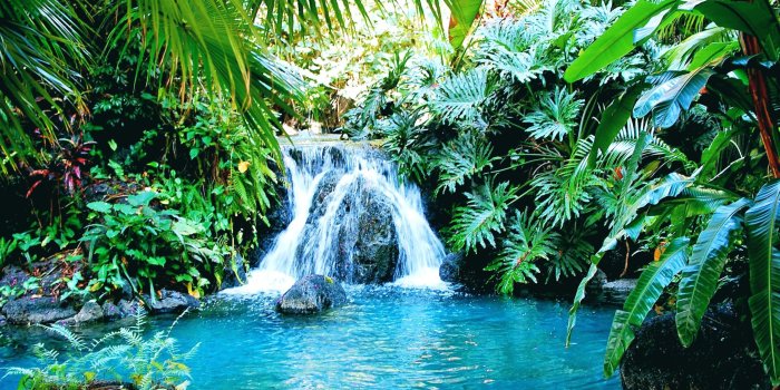 2560x1920 66+] Exotic Wallpaper on WallpaperSafari