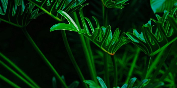 1440x2560 Download wallpaper 1440x2560 plant, leaves, green, exotic qhd