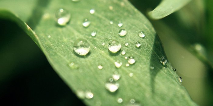 2160x1920 Natures Tears lg g flex 2 Wallpapers HD 2160x1920