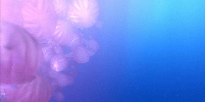 1920x1080 Nemo Wallpapers [1920x1080] - Album on Imgur