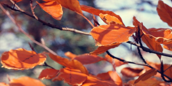 3840x2400 November ❤ 4K HD Desktop Wallpaper for 4K Ultra HD TV • Tablet